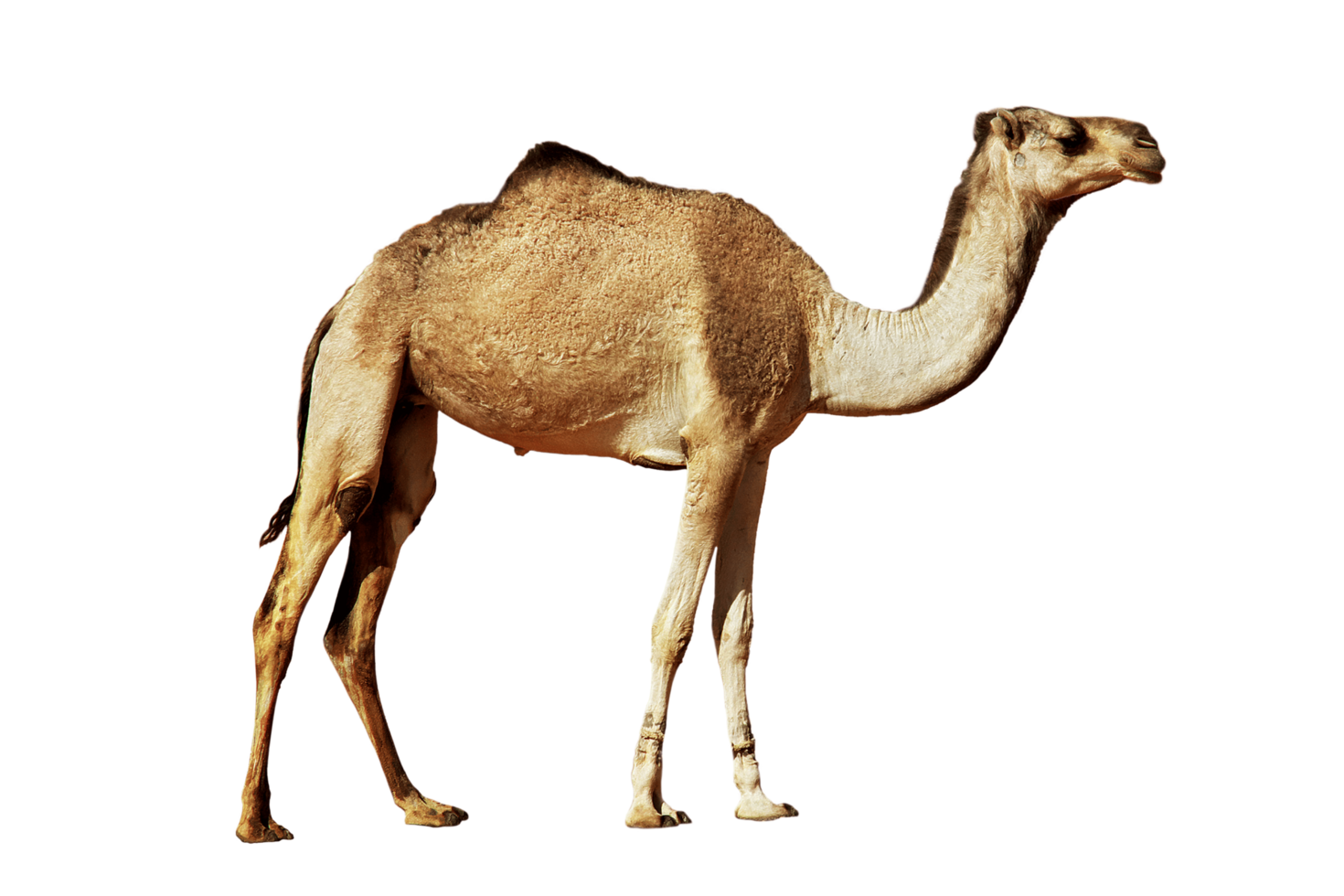 Camel on transparent background. Camel Animal Qurban For Eid Al Adha png