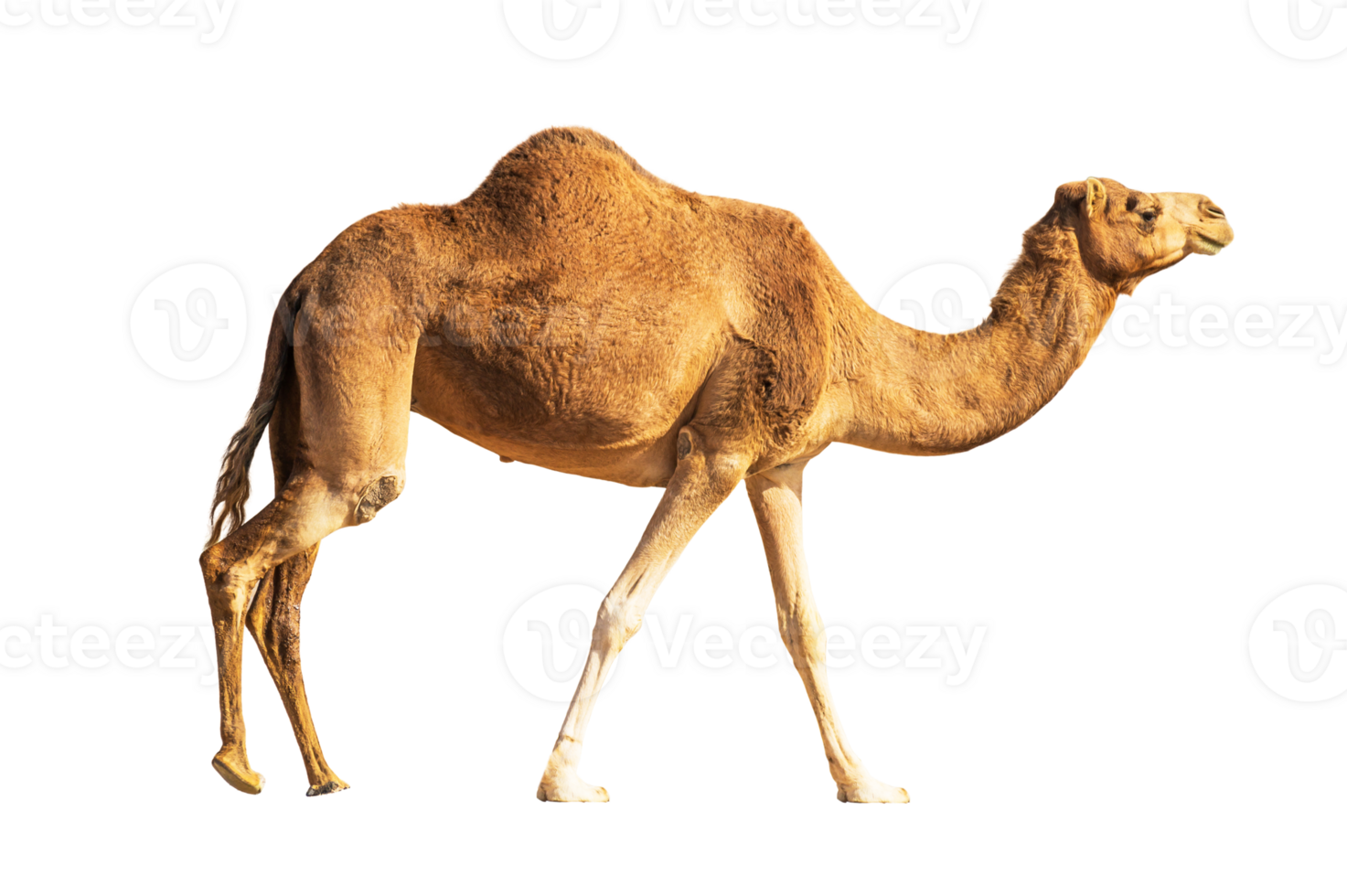 A camel on transparent background. Camel Qurban For Eid Al Adha png