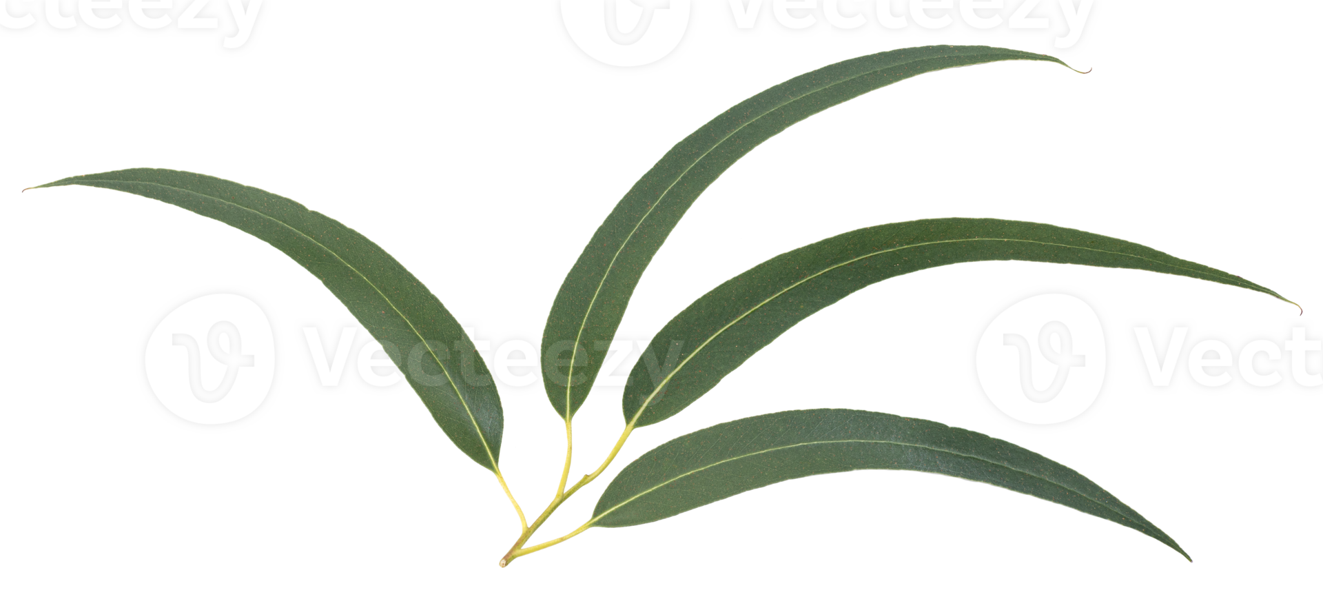 Branch of fresh eucalyptus leaves isolated on transparent background png