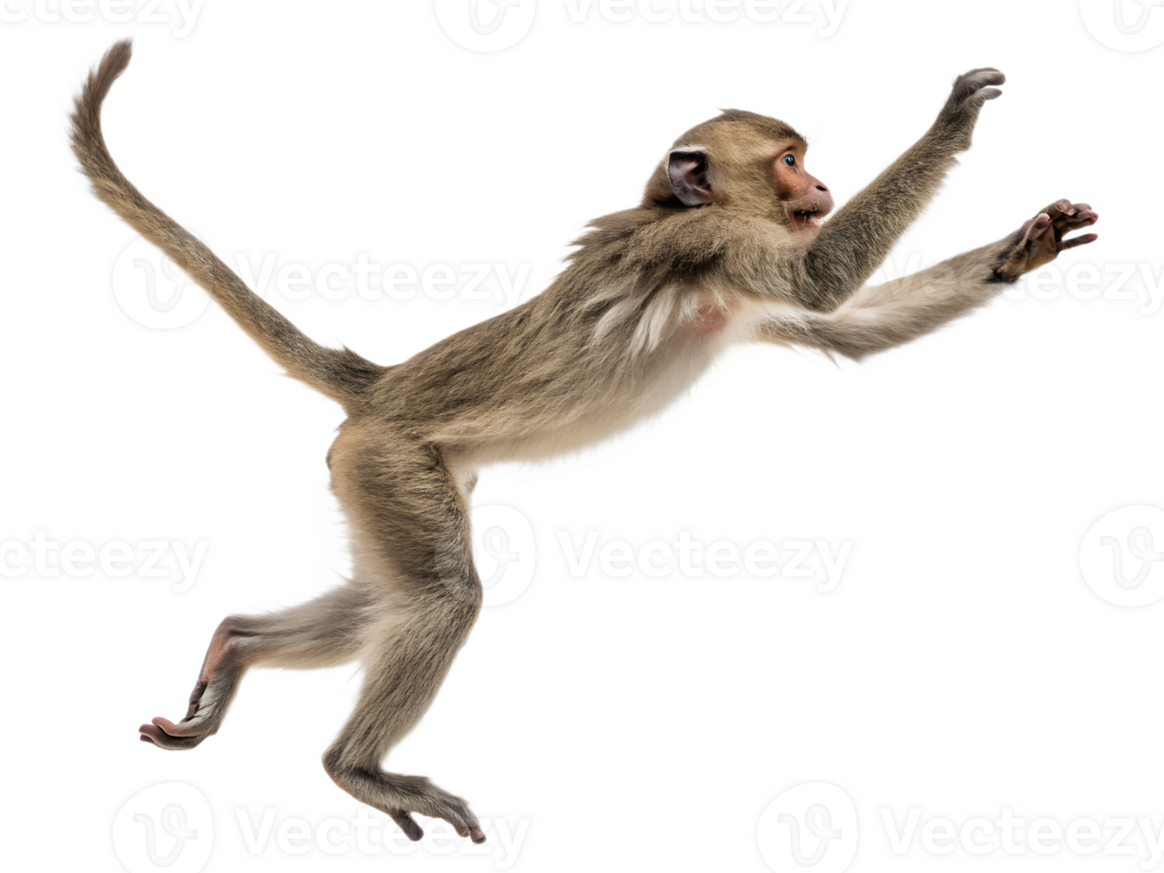 Photograph a monkey leaping on mid-air isolated on a transparent background png