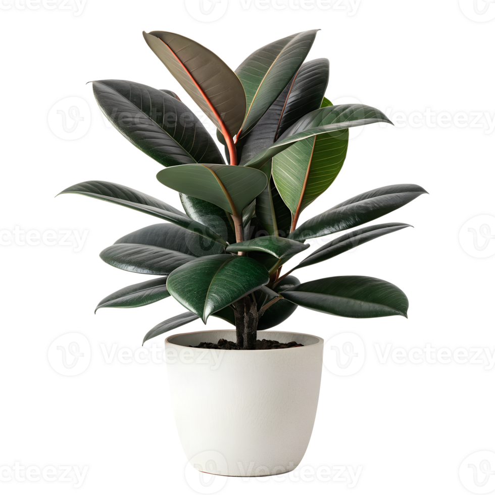 A Rubber Plant with glossy, large, dark green leaves, potted in a modern, matte white pot png