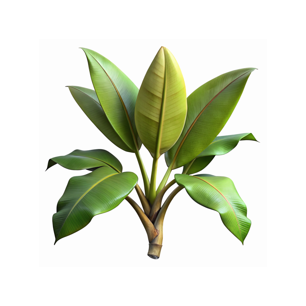 Tropical Banana Plant with Lush Green Leaves Isolated on Transparent Background for Botanical Design png