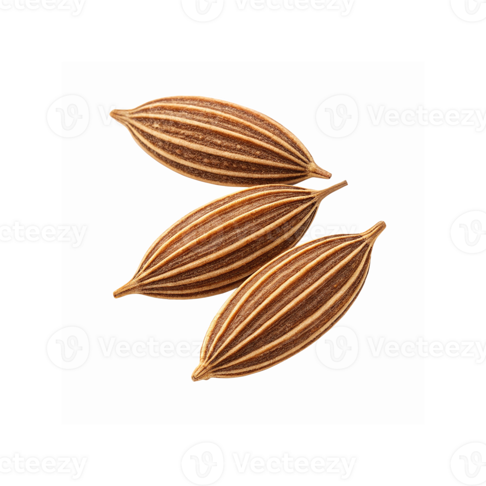 Closeup of Three Brown Striped Caraway Seeds for Cooking and Baking on Transparent Background png