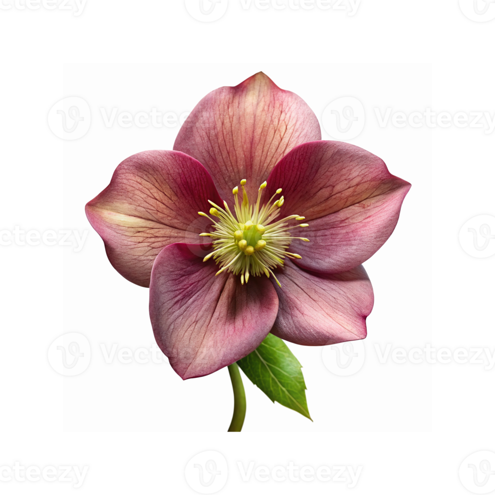 Closeup of Burgundy and Pink Hellebore Flower with Yellow Center and Green Leaf on Transparent Background png
