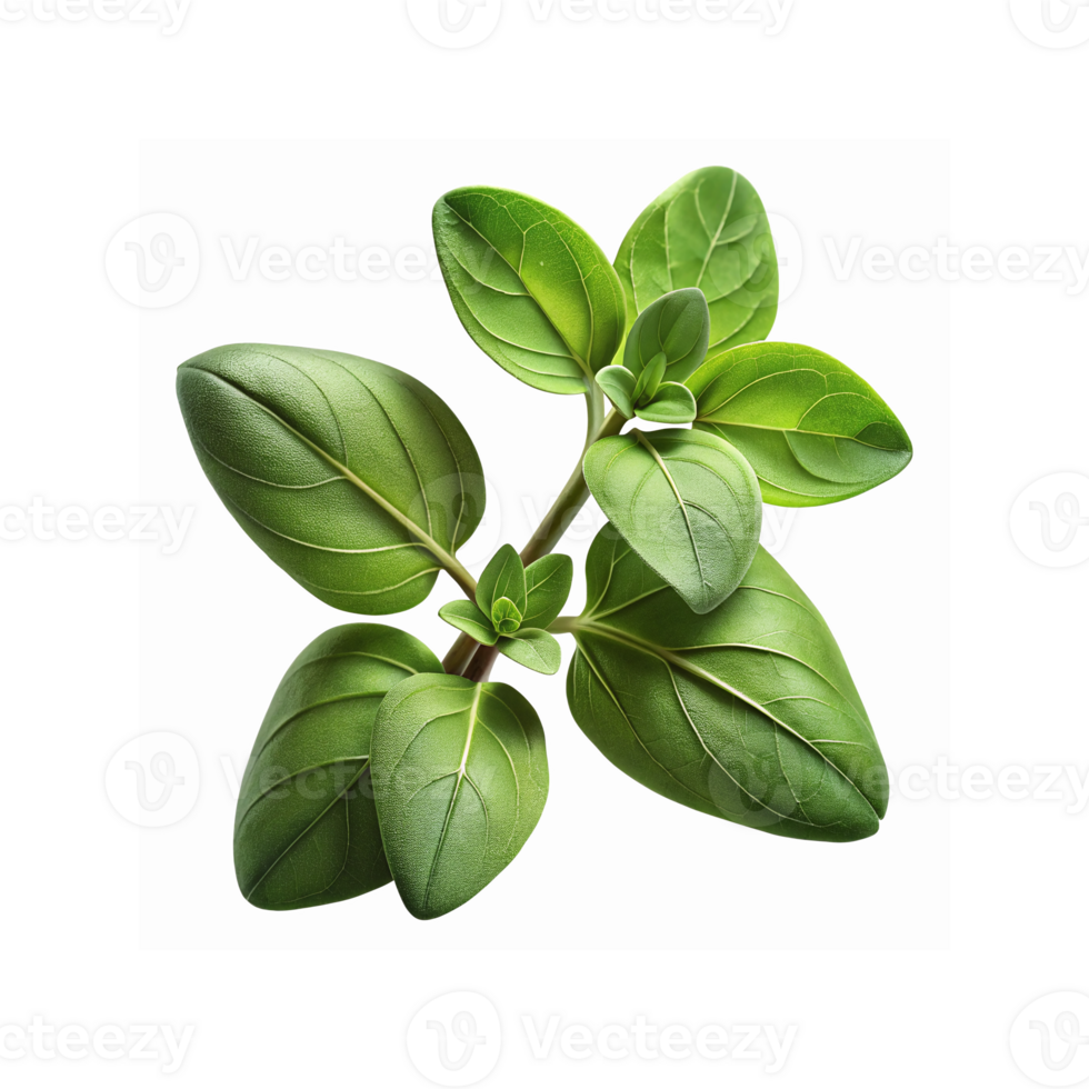 Fresh Green Basil Leaves Isolated on Transparent Background for Cooking and Food Decoration png