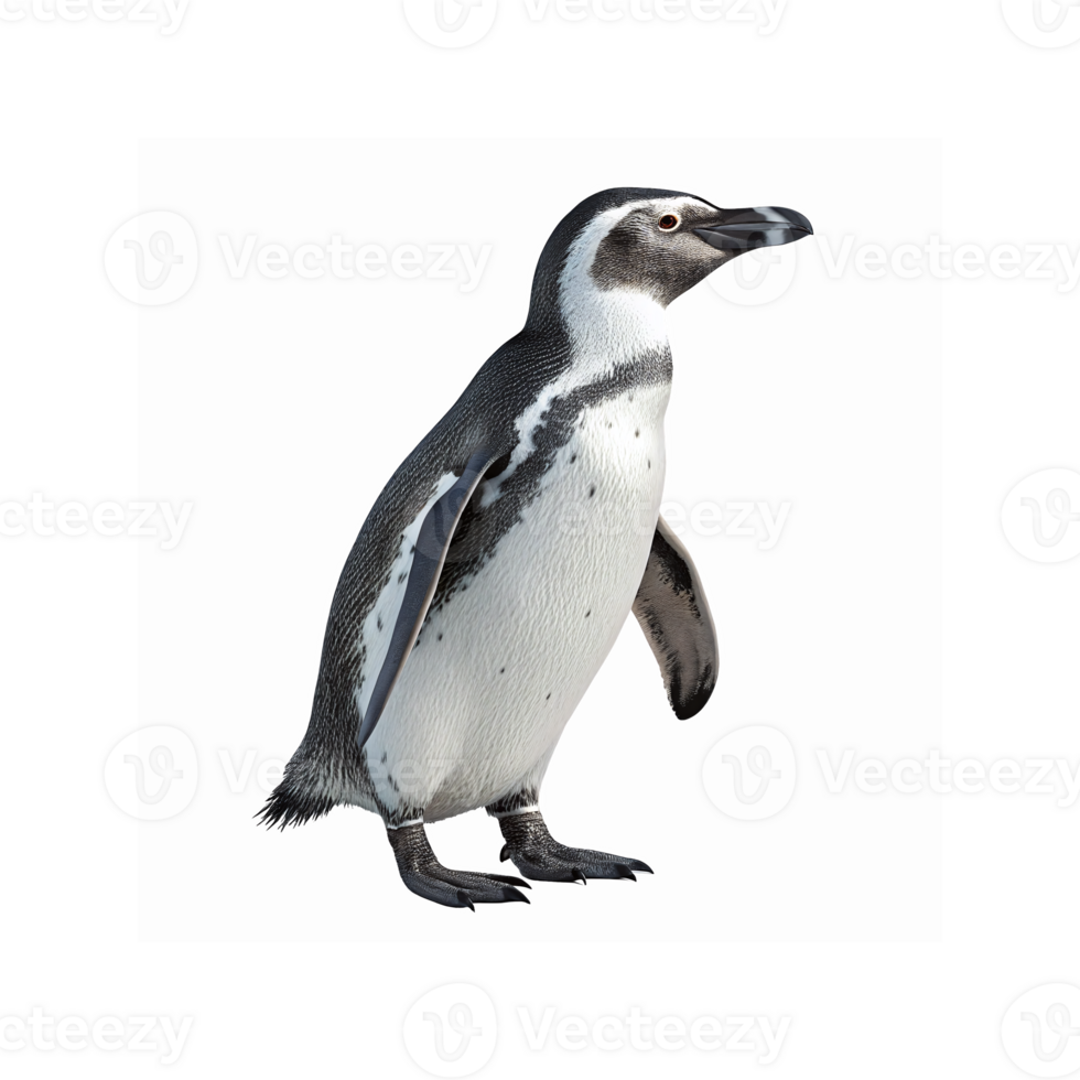 Humboldt Penguin Standing Side View Black White Feathers Wildlife Arctic Bird Transparent Background png
