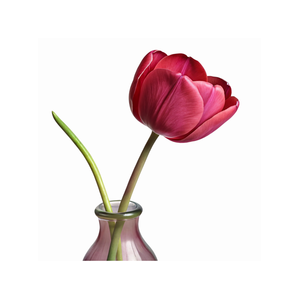 Red Tulip Close Up in Glass Vase Isolated on Transparent Background for Floral Decoration and Design png