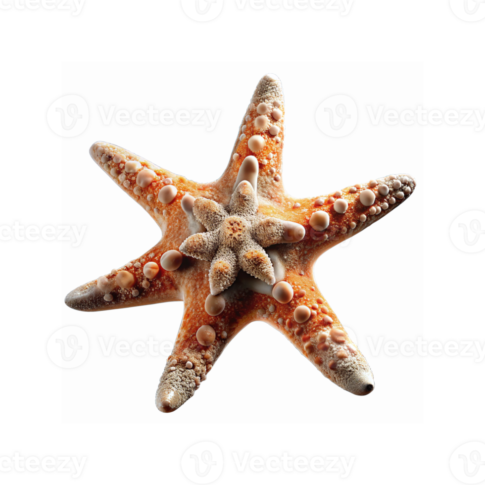 Closeup Top View of Textured Orange and Beige Starfish with Unique Patterns on Transparent Background png