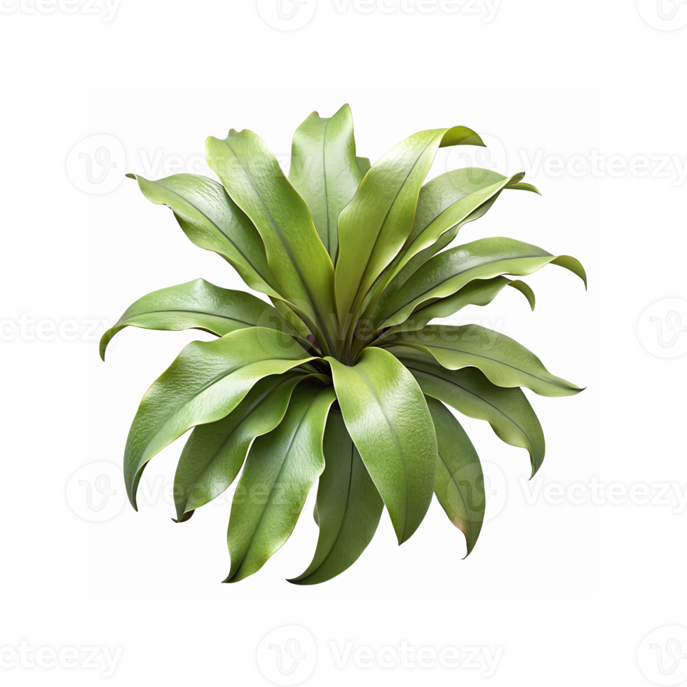 Vibrant Green Tropical Plant With Large Curved Leaves on Transparent Background for Design Use png