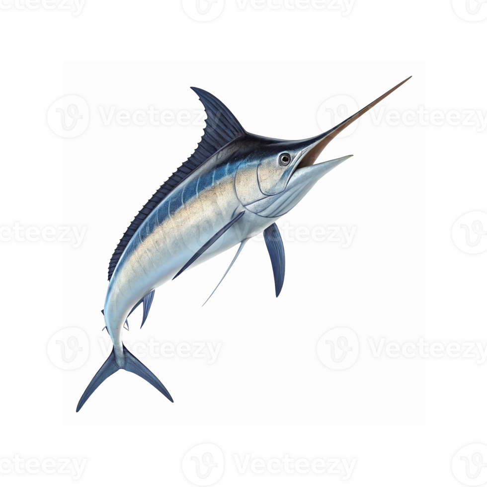 Blue Marlin Fish Illustration with Long Bill and Fins on White Background for Marine Wildlife Projects png