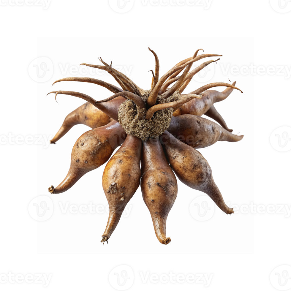 Closeup of Fresh Brown Dahlia Tubers with Roots on Transparent Background for Gardening and Planting png