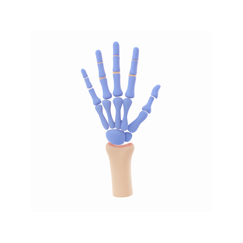 Realistic Anatomical Hand Skeleton Model with Blue Bones and Skin-Toned Base for Education and Study png