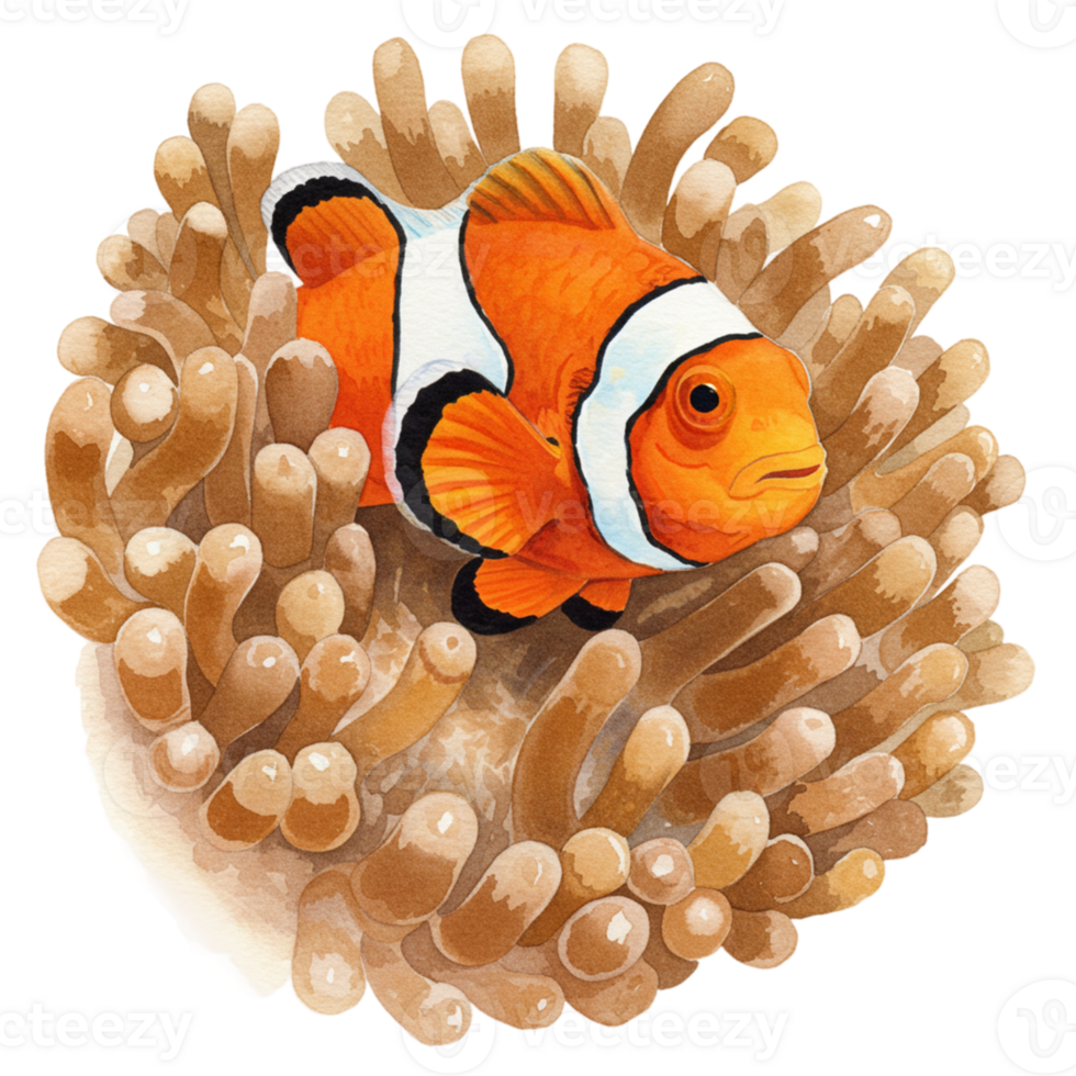Vibrant Orange Clownfish in Sea Anemone Watercolor Painting Art Life Reef Ocean Coral White Black png