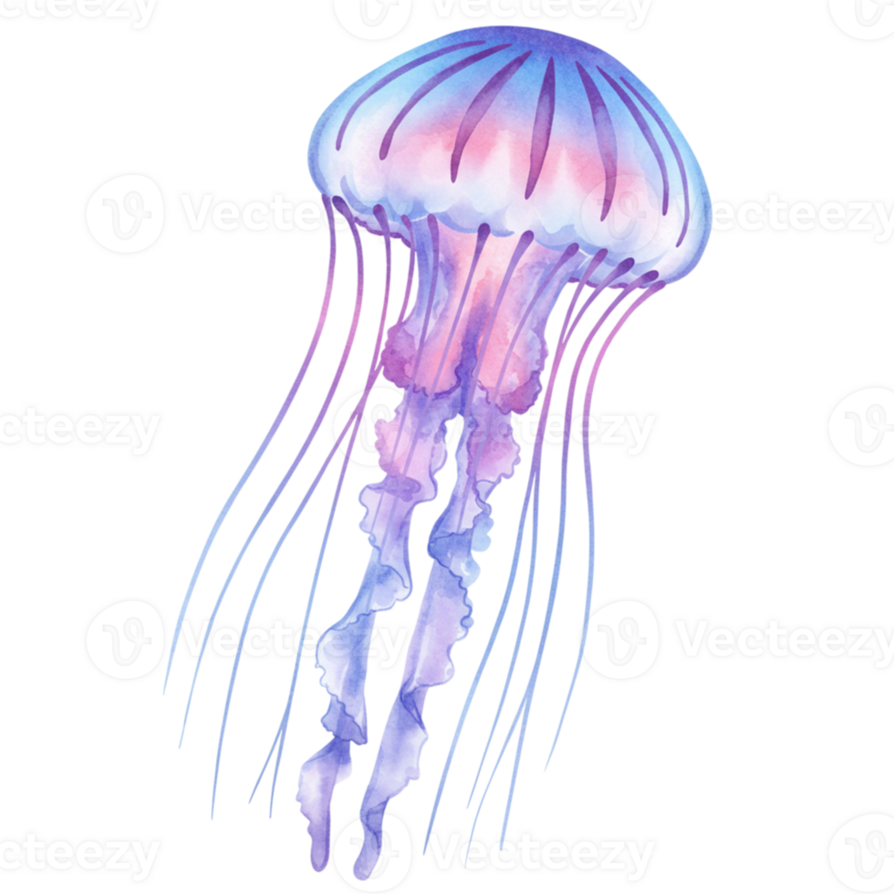 Elegant Watercolor Jellyfish Purple Pink Ocean Sea Life Art Design Image Marine Animal Nature png