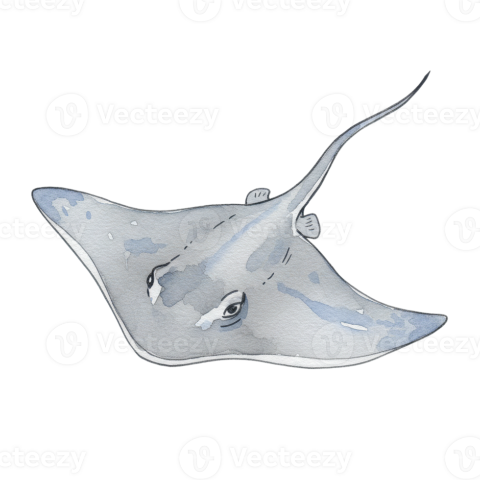 Elegant Watercolor Stingray Ocean Life Aquatic Animal Illustration Sea Art Fish Blue Image Fauna png