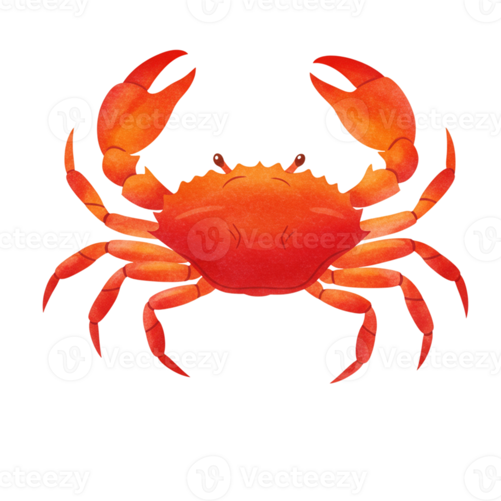 Vibrant Red Crab Illustration Ocean Seafood Design Graphic Art Path Image Animal Marine Nature png