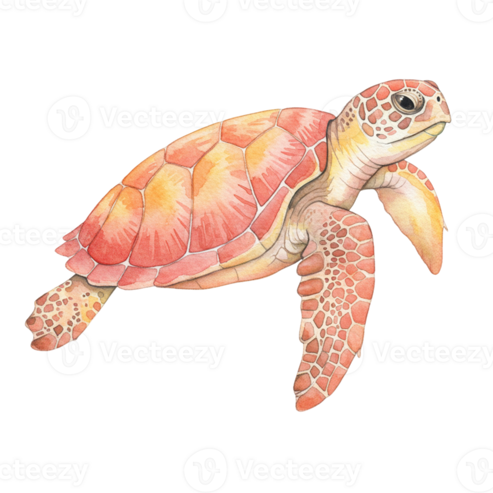 Watercolor Coral Sea Turtle Illustration Ocean Wildlife Nature Art shell image animal marine design png