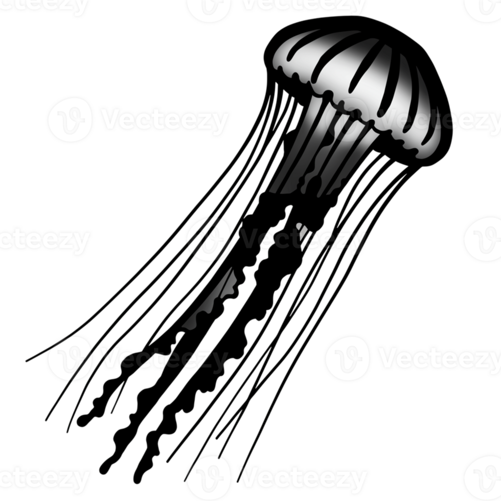 Elegant Silver Jellyfish Ocean Design Graphic Art Print Sea Black White Image Marine Animal Nature png