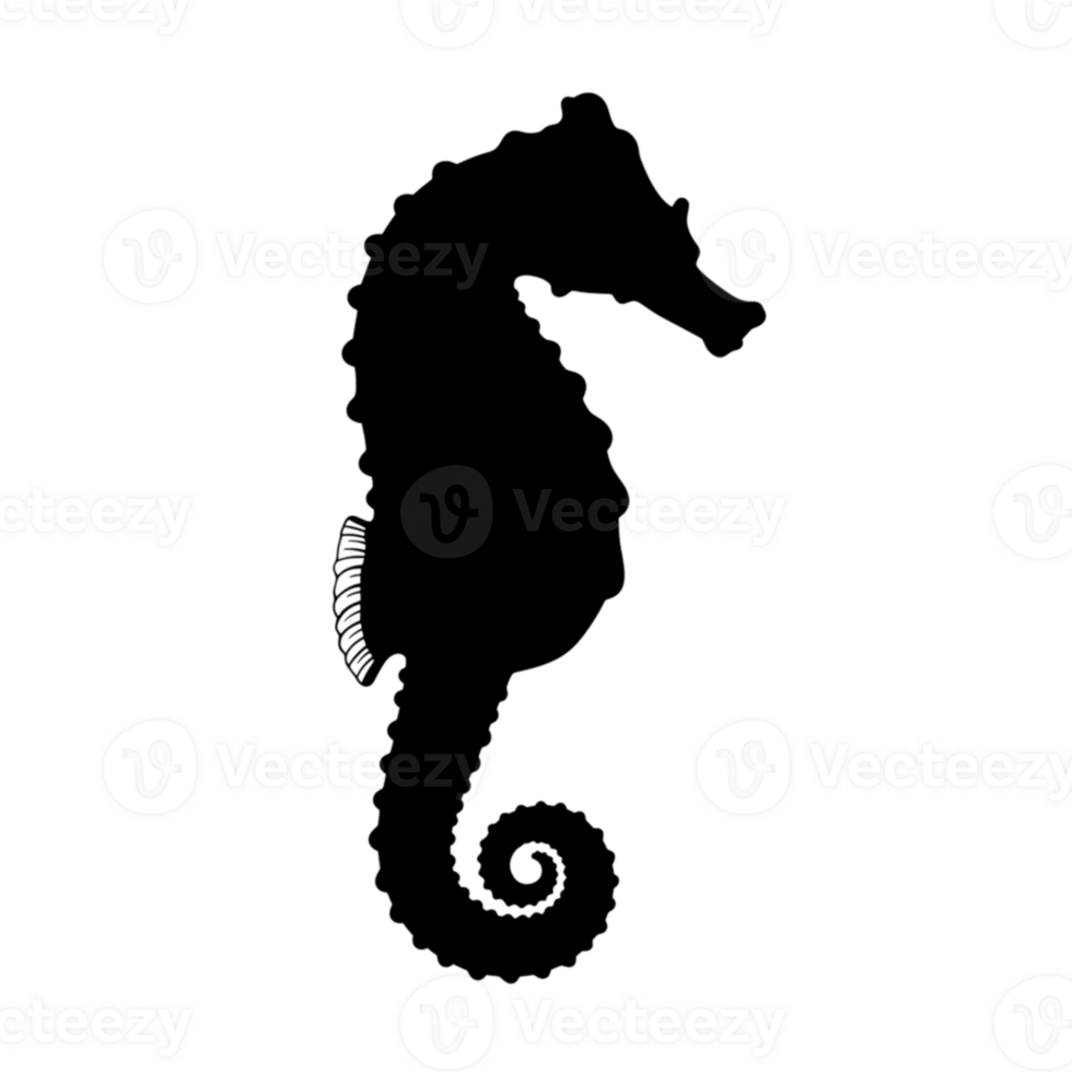 Elegant Seahorse Line Art Design Ocean Animal Illustration Graphic Life Image Black White Marine png