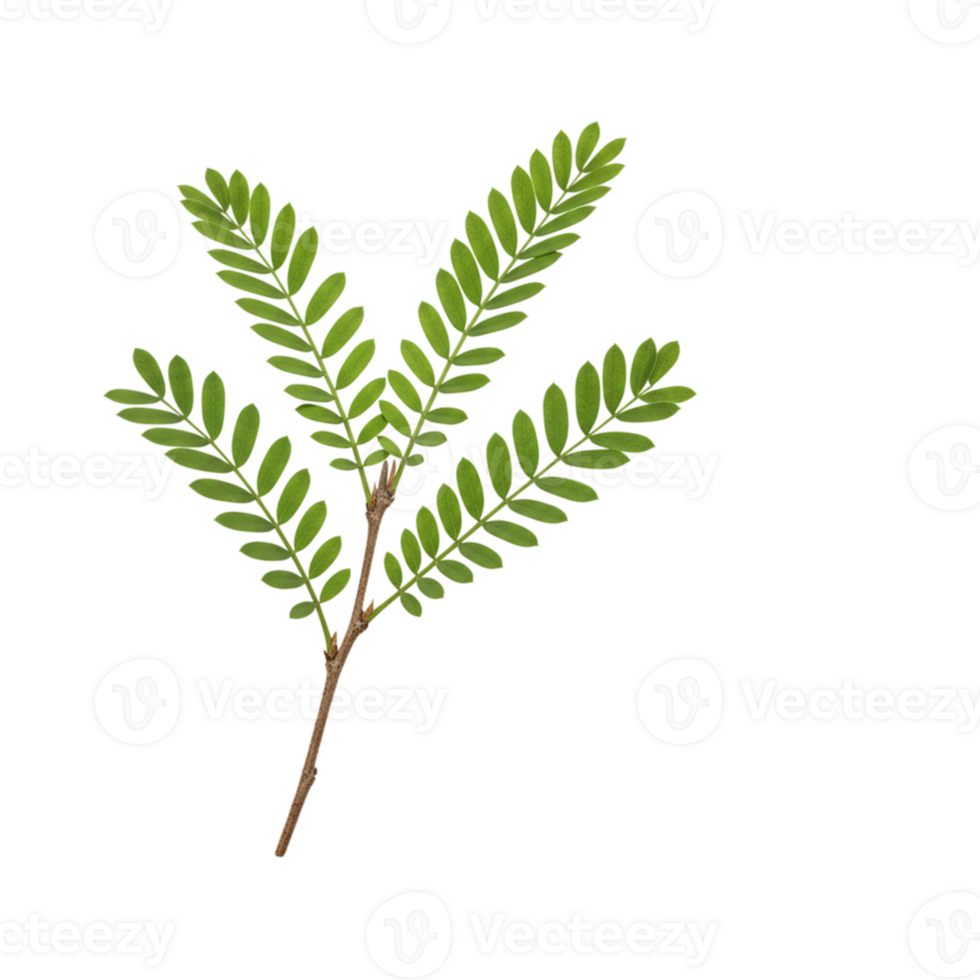 Fresh Green Sprig Isolated Black Background Botanical Nature leaf twig tree plant flora photo leaves png