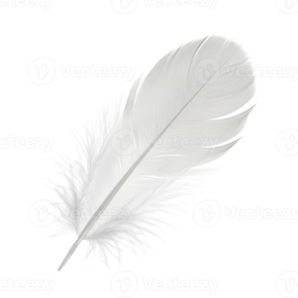 Single White Feather Isolated on Black Background Elegant Soft Light Delicate Nature bird wing pure png