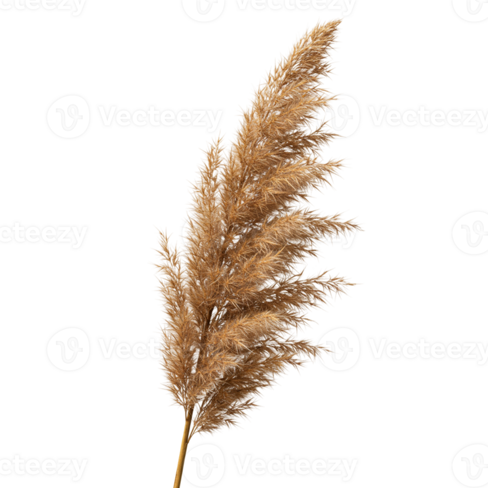 Elegant Dried Pampas Grass Branch Isolated Black Background Boho Reed Home Plant Beige Brown Decor png