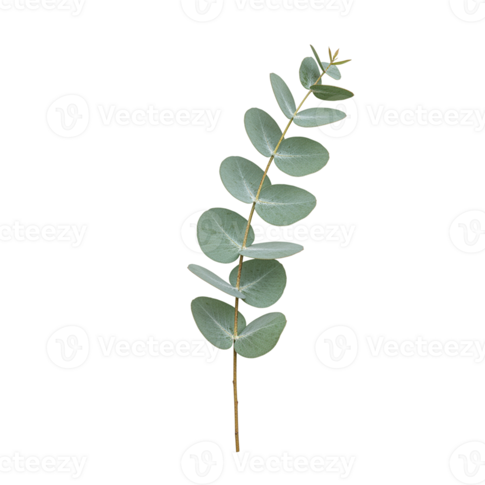 Elegant Eucalyptus Branch Isolated on Black Background Botanical Greenery Design Element Leaf Stem png