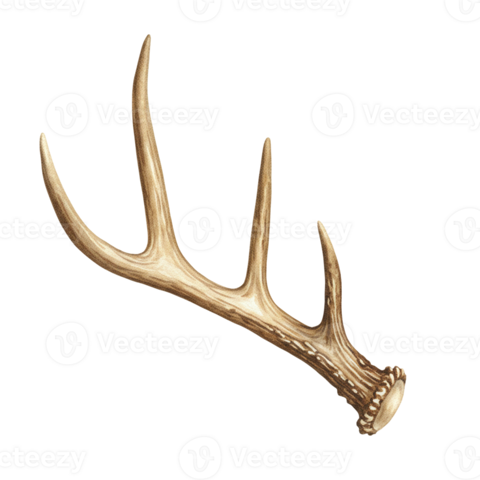 Elegant Watercolor Deer Antler Illustration Isolated on Black Background Art Horn Wood Brown Beige png