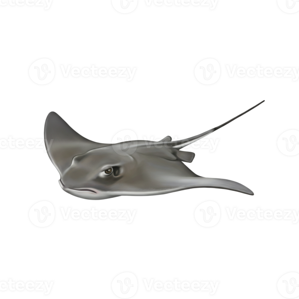 Elegant Gray Stingray Underwater Ocean Wildlife Illustration Sea Art Fish Image Marine Animal Nature png