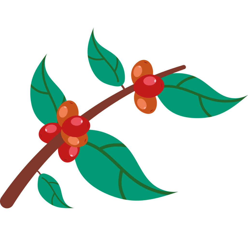 coffee tree and leaf png