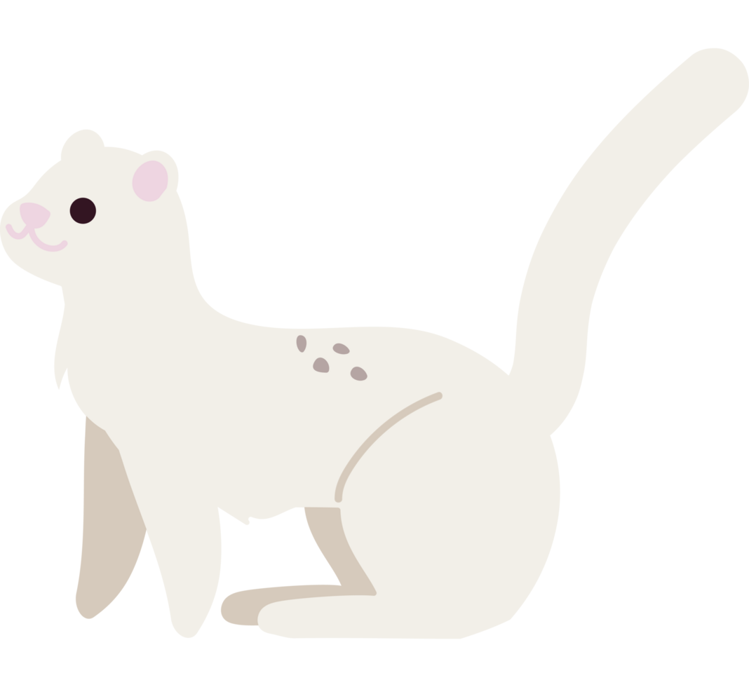 arctic animal ferret png