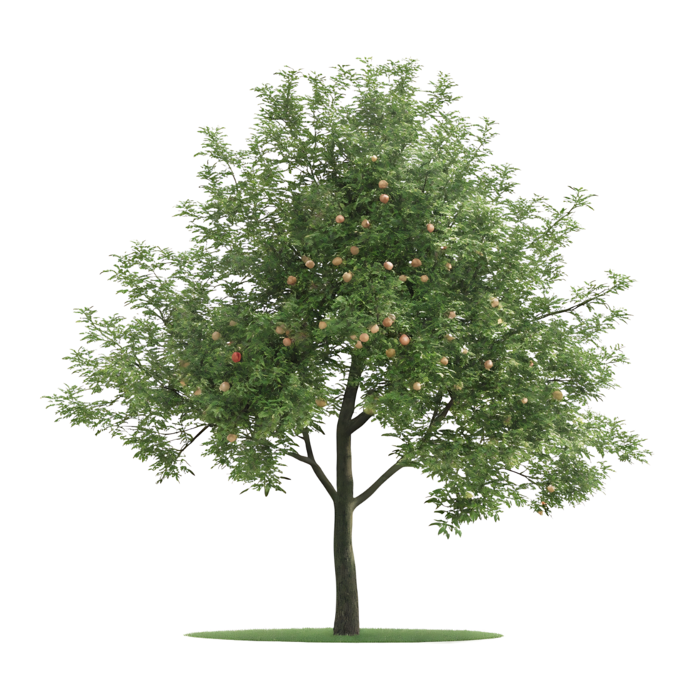 A tree with green leaves and fruit on it png