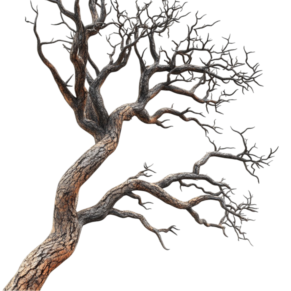 Bare Tree with Twisted Branches png