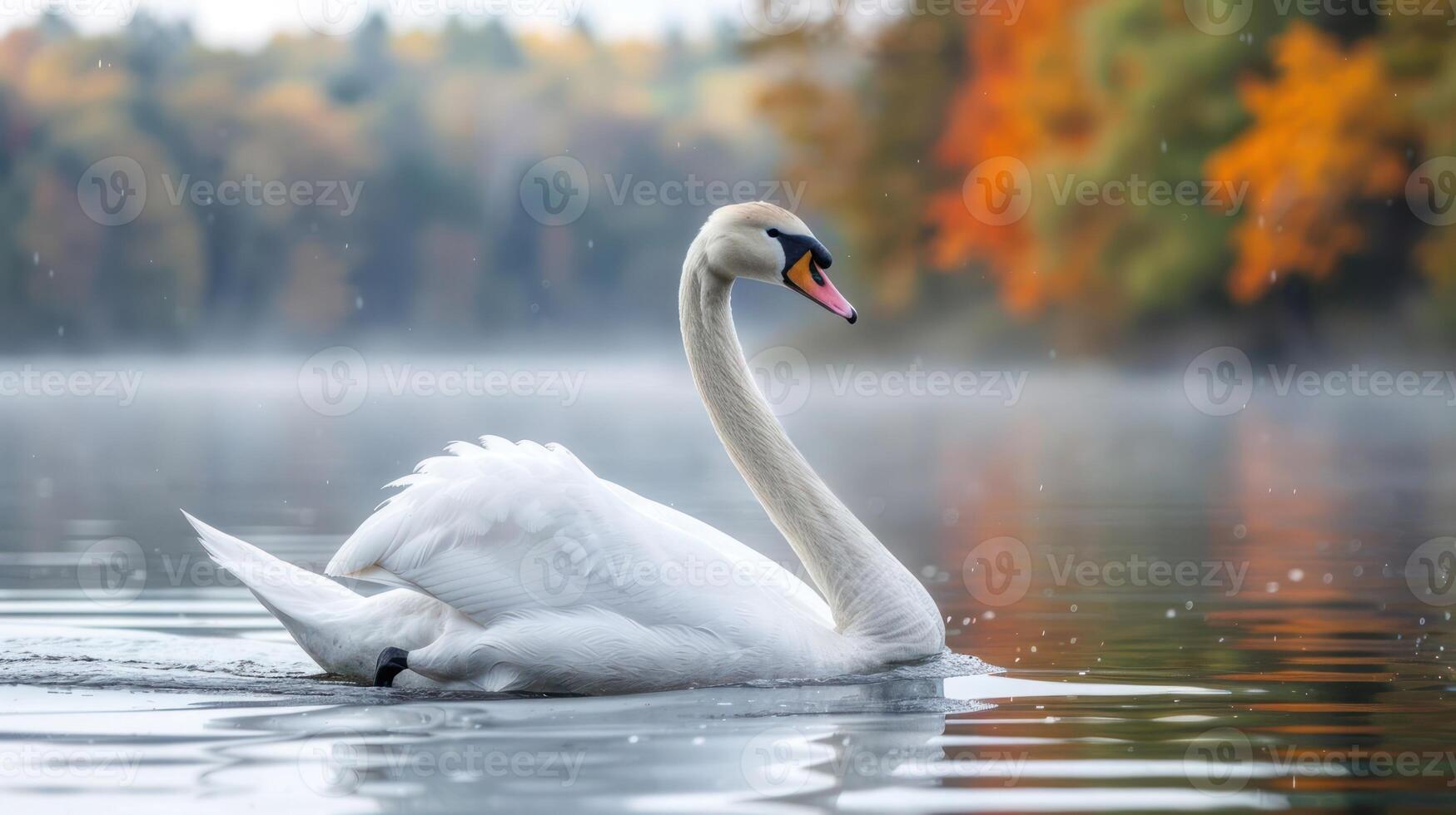 Elegant swan gliding gracefully on a serene lake surrounded by vibrant autumn foliage photo