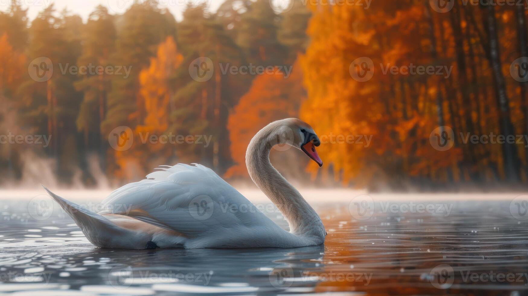 Elegant swan gliding through tranquil waters surrounded by autumn foliage at dawn photo