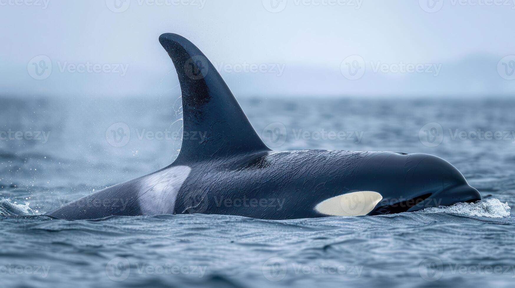 Majestic orca swimming gracefully in calm waters with misty mountains in the background photo