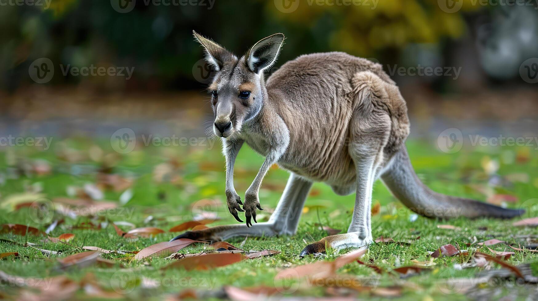 Kangaroo gracefully hopping across a grassy area surrounded by autumn leaves in a serene park photo