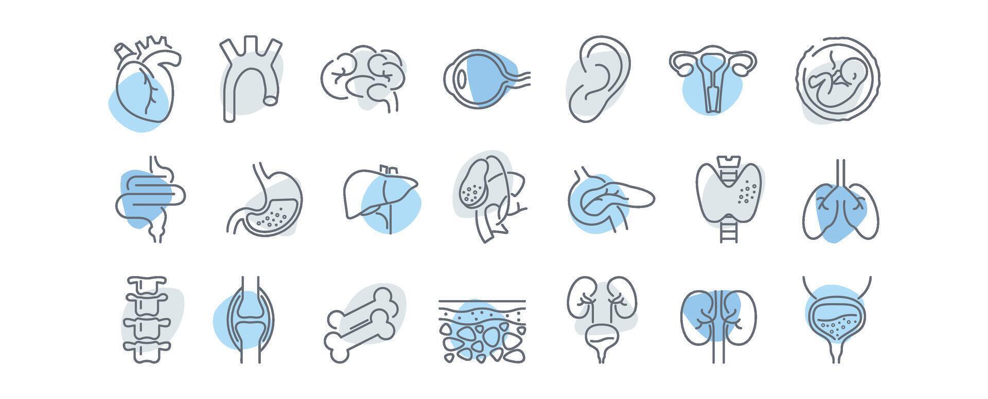 Human anatomy line icons set. Stomach, spine, joint, heart, embryo, bile, lung, dermis, heart, bone, vessels, liver, brain, eye, ear, thyroid gland, kidneys illustration vector