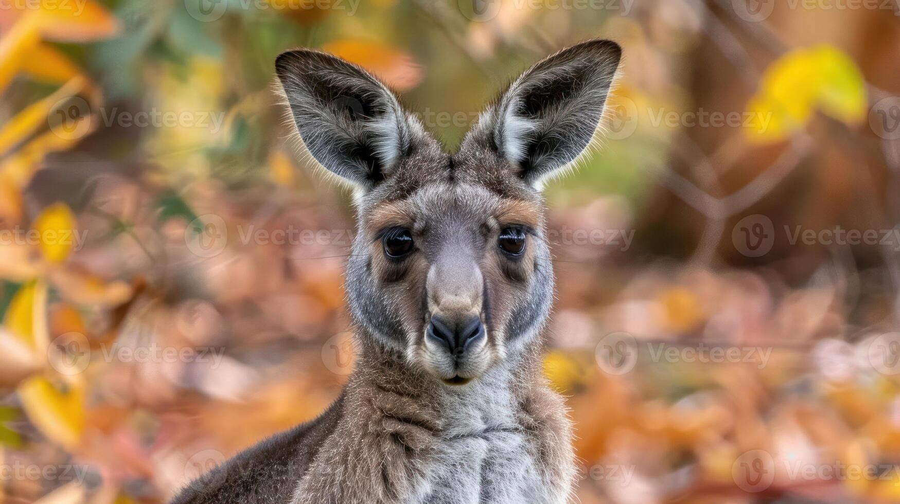 Close-up of a kangaroo amidst autumn foliage, showcasing its features in a serene environment photo