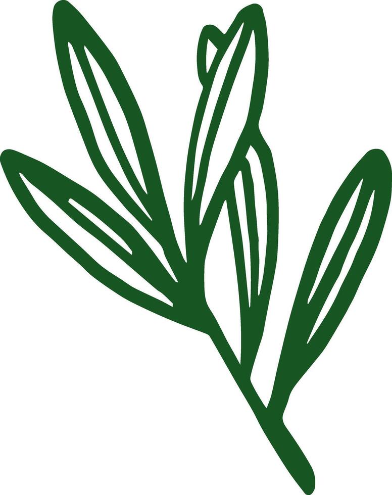 Outline olive leaves isolated on white background hand drawn illustration vector