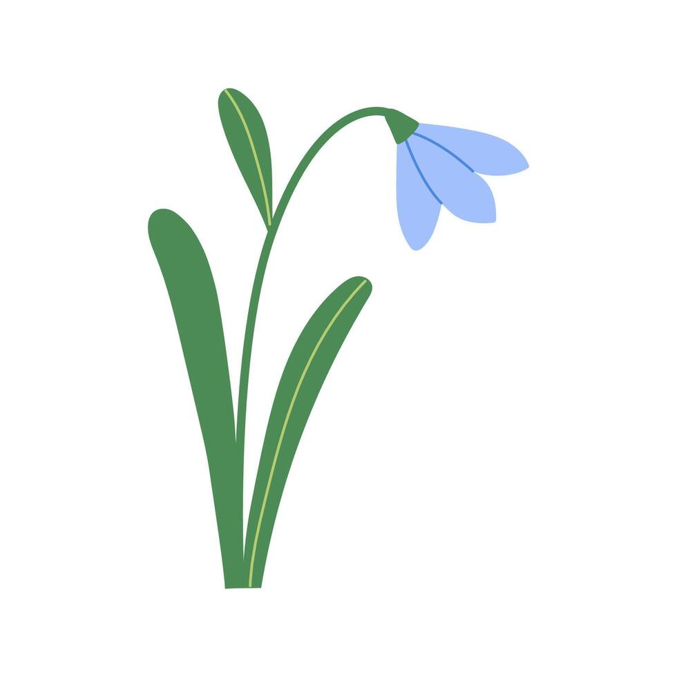 Abstract blue snowdrop with leaves isolated on white background. Spring wildflower. Hand drawn botanical illustration. vector