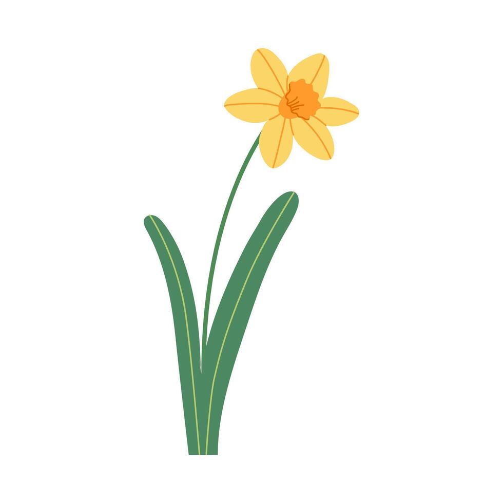 Yellow narcissus with leaves isolated on white background. Hand drawn botanical illustration. vector