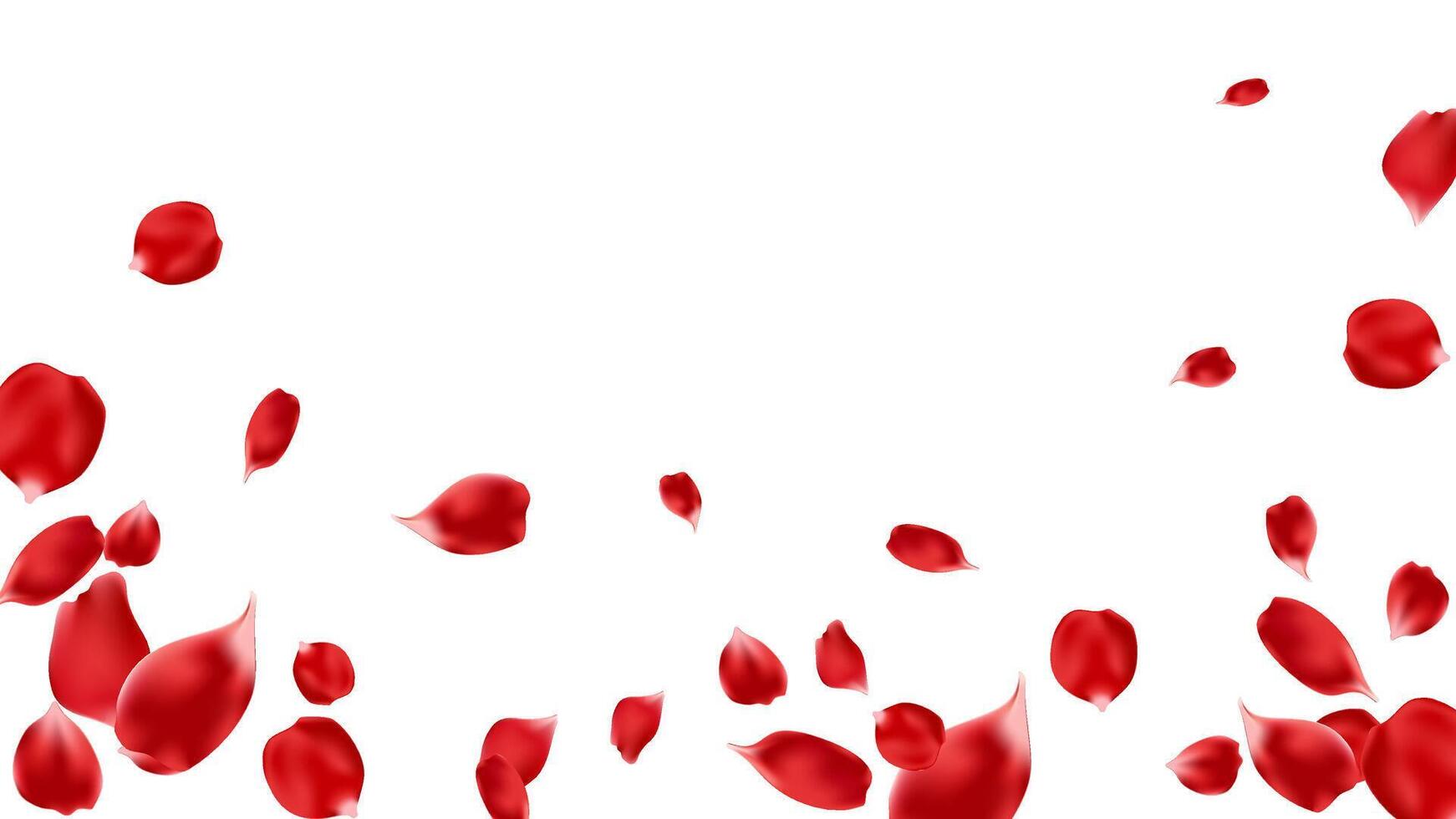 Red rose petal realistic flying falling banner background, romance and love day vector