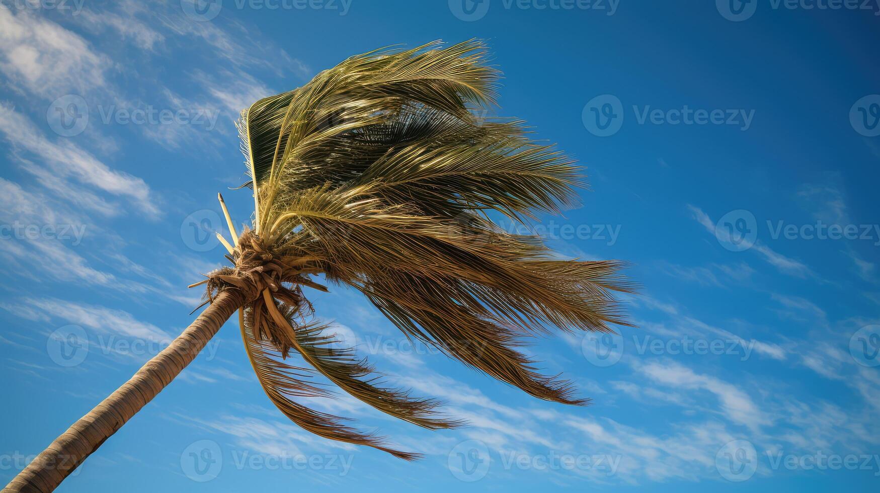 silhouette palm trees blowing photo
