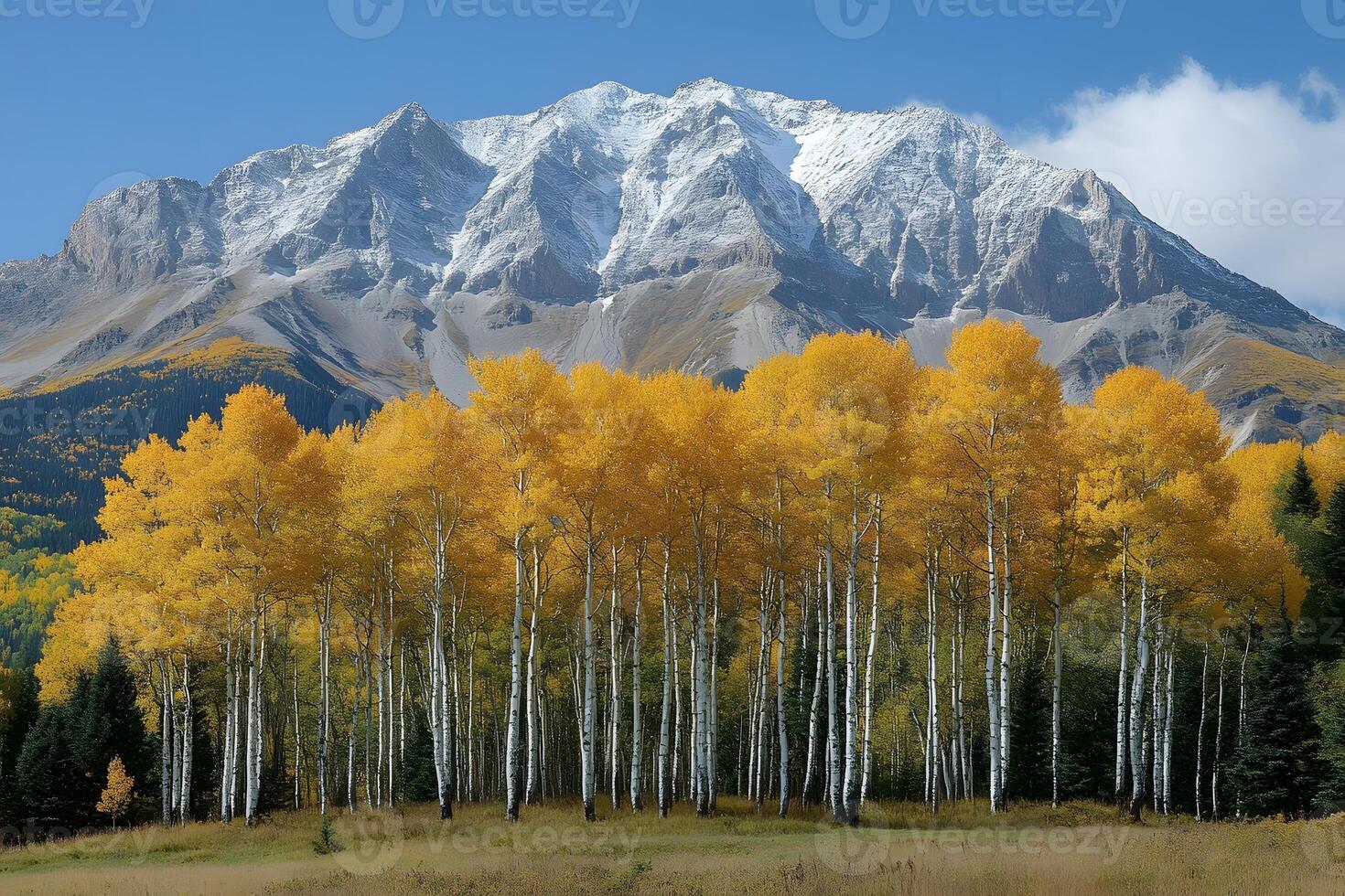 Golden Autumn Aspens Against Snowcapped Mountain Nature Landscape for Posters and Art Prints photo