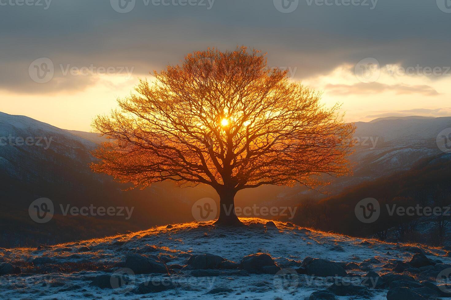 Solitary Tree at Sunset in Autumn Landscape for Nature Photography and Wall Art photo