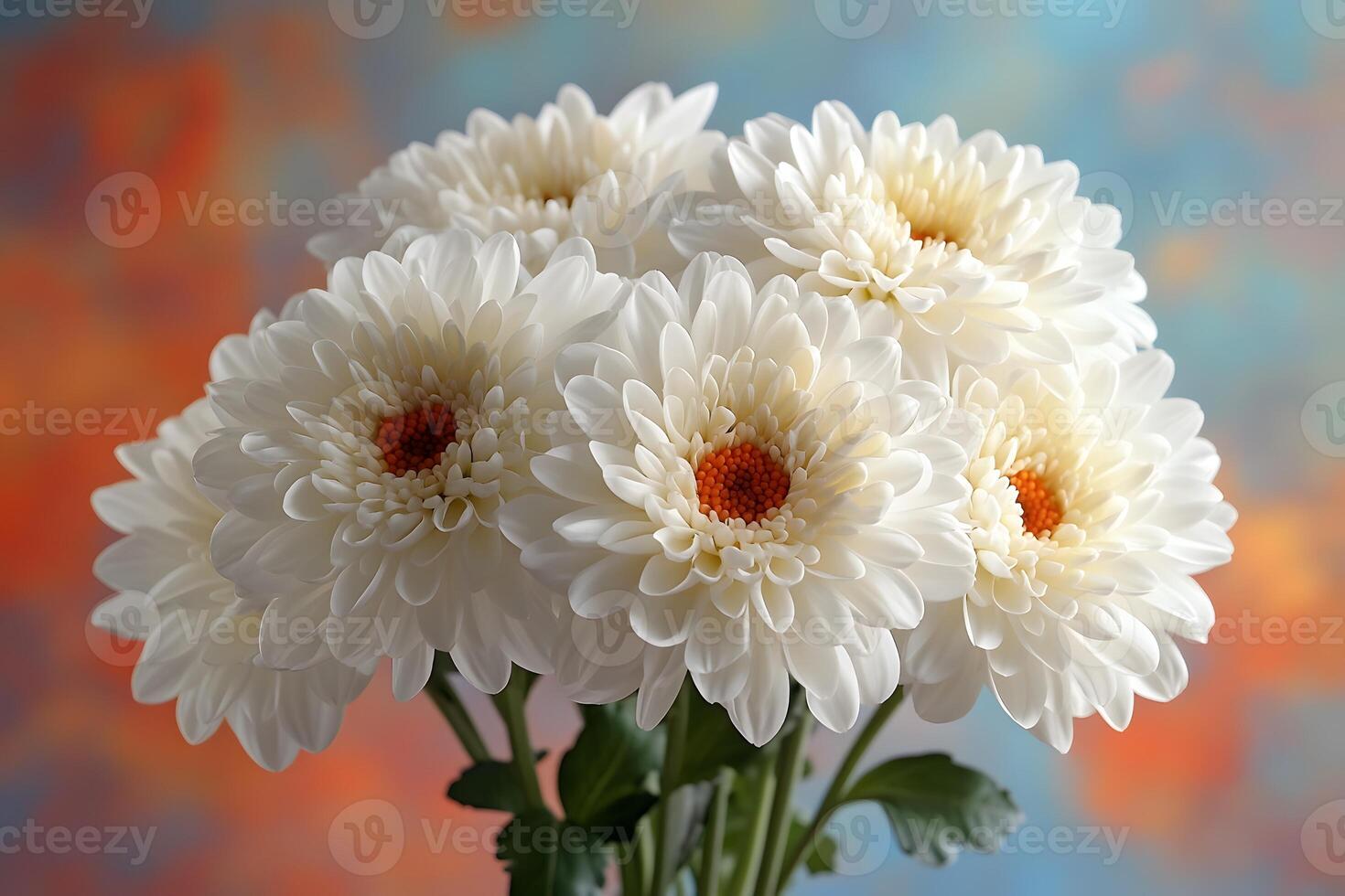 Elegant White Chrysanthemums Against Vibrant Abstract Background for Floral Decor photo
