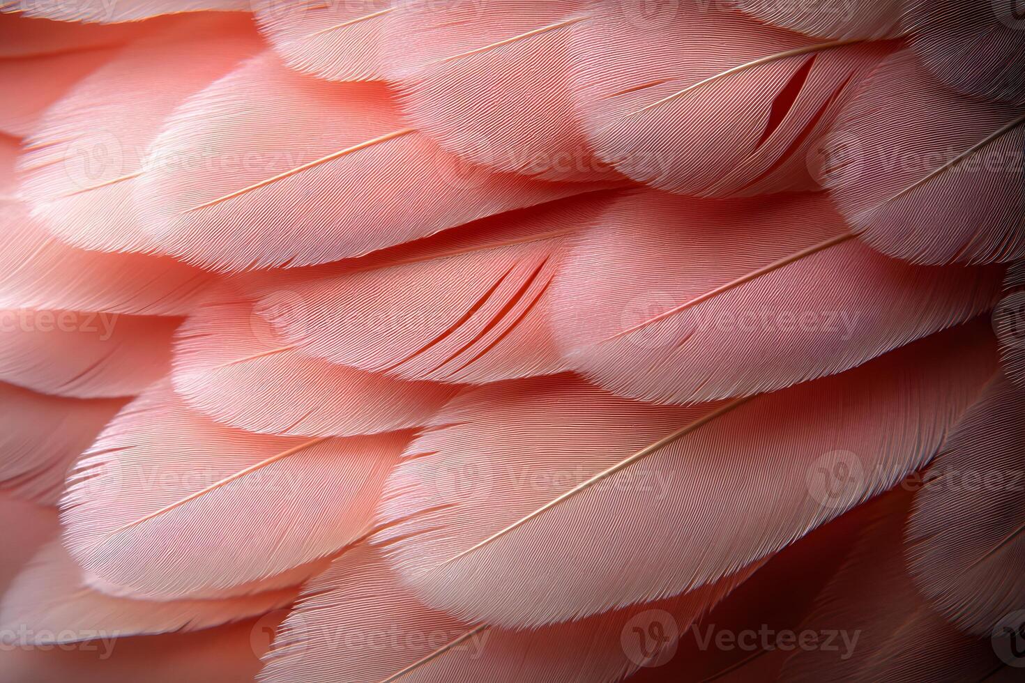 Close-Up of Soft Pink Feathers for Elegant Decorative Texture Design photo