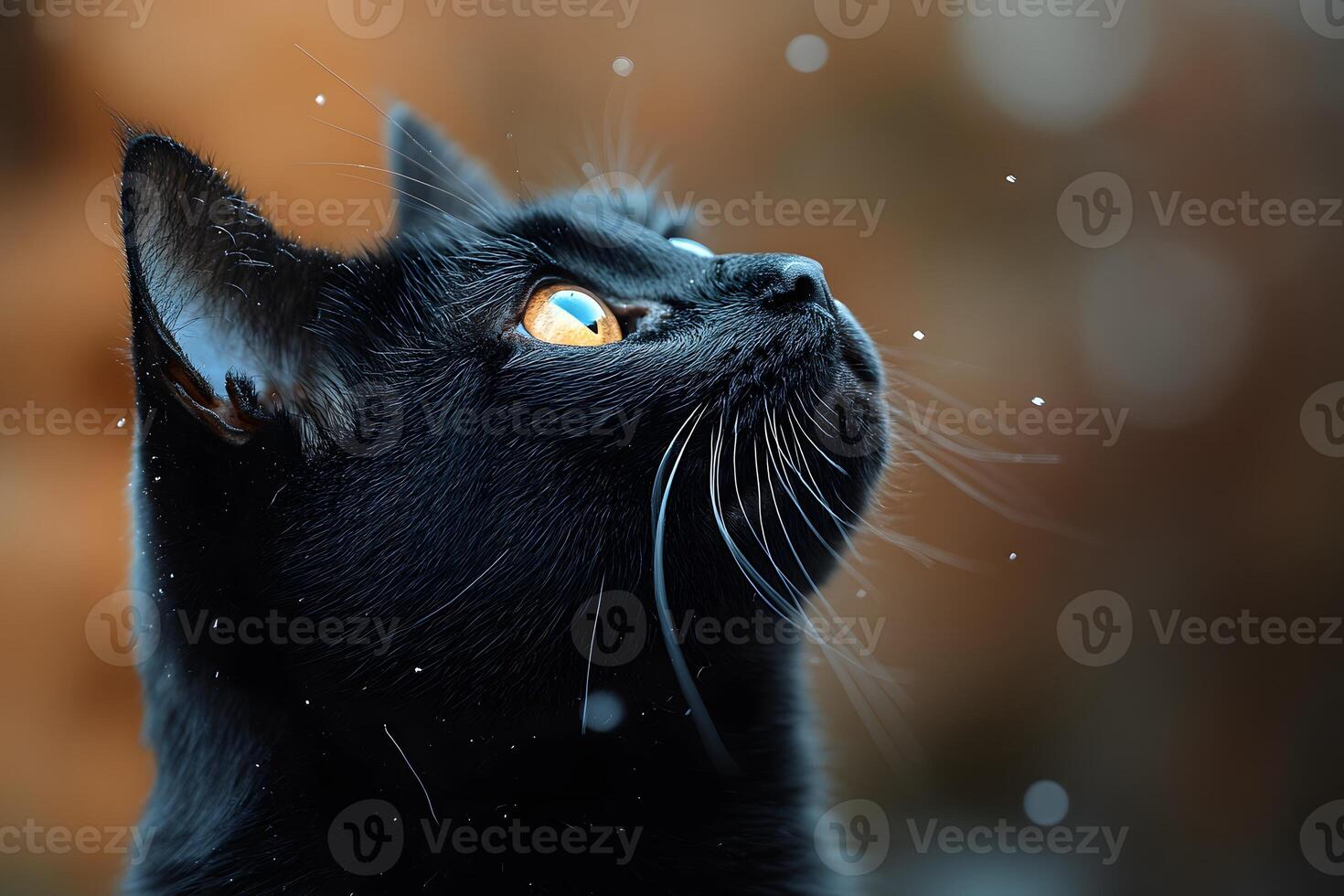 Curious Black Cat Gazing at Falling Snowflakes Winter Wildlife Observation photo