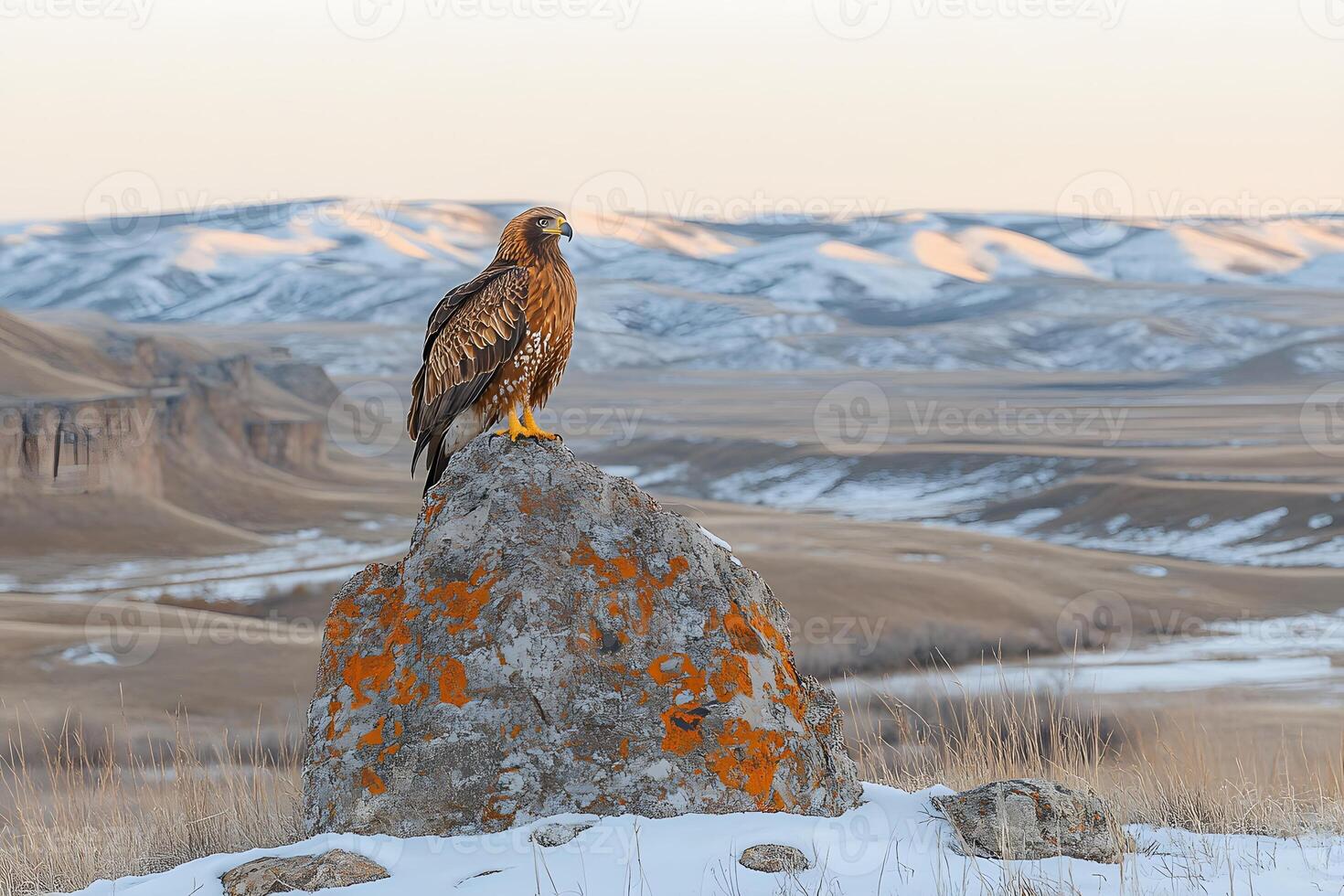 Majestic Golden Eagle Perched on Rock with Mountainous Winter Landscape photo